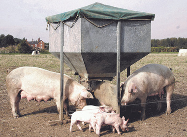 Pic ref 077 Pigs feeding.jpg