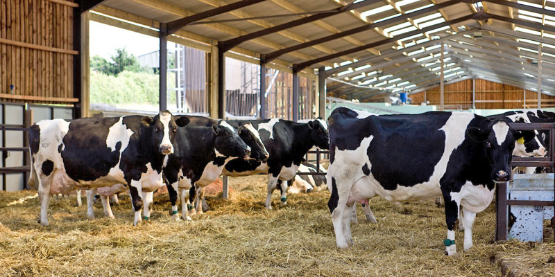 dairy-cows-shed-straw-c-tim-scrivener.jpg