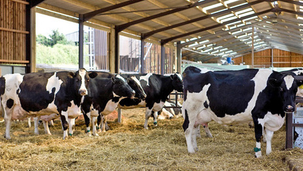 dairy-cows-shed-straw-c-tim-scrivener.jpg
