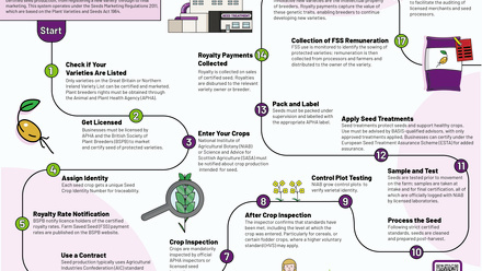 AIC Journey to Seed Certification and Marketing Infographic.jpg