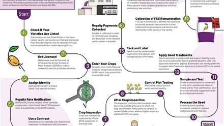 AIC Journey to Seed Certification and Marketing Infographic.jpg