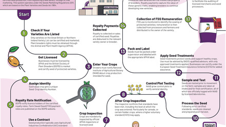 AIC Journey to Seed Certification and Marketing Infographic.jpg