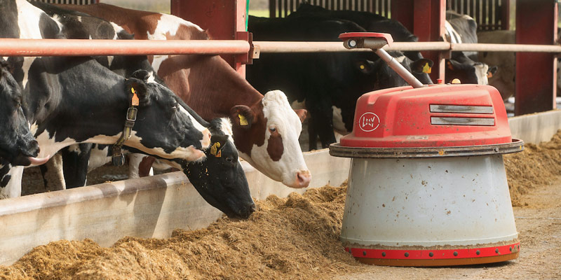 dairy-cows-lely-robot-c-tim-scrivener.jpg