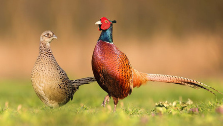 Pheasants 1200.jpg 1