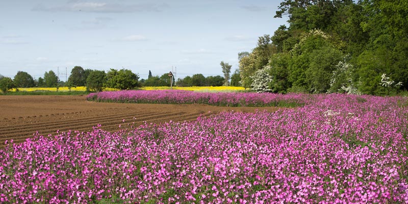 Wild-flower-field-margin-potatoes-c-tim-scrivener.jpg