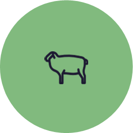 Sheep - Copy.png