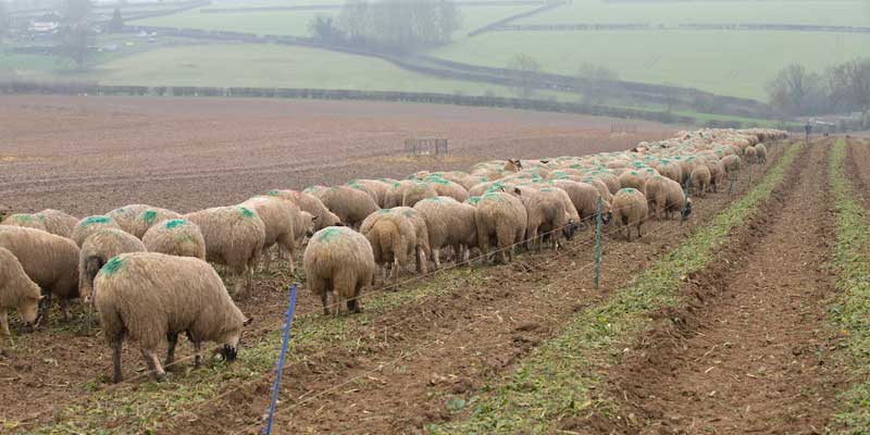 sheep-grazing-fodder-beet c tim scrivener.jpg