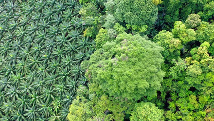 amazon-rainforest-palm-crop-EUDR-UKFRC-deforestation-c-shutterstock_1758479261.jpg