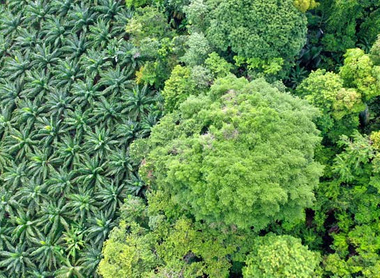 amazon-rainforest-palm-crop-EUDR-UKFRC-deforestation-c-shutterstock_1758479261.jpg