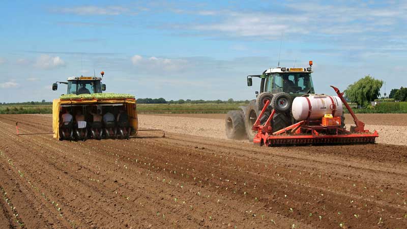 asparagus-planting-lincolnshire-c-tim-scrivener.jpg