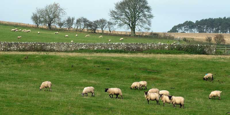 Sheep-northumberland-c-tim-scrivener.jpg