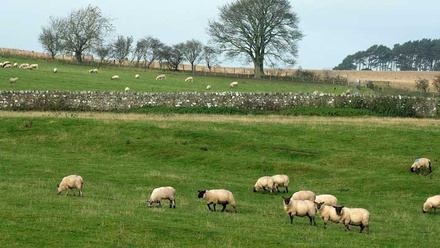 Sheep-northumberland-c-tim-scrivener.jpg