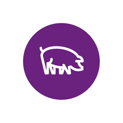 FAR Case study roundels Pigs-01.png