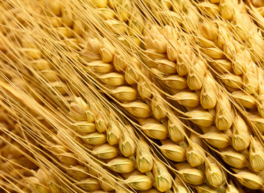 Wheat iStock-175443800.jpg