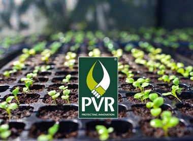 Seedlings PVR