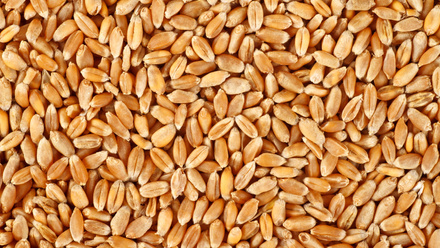 shutterstock_1016637481-wheat grains.jpg