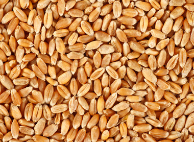 shutterstock_1016637481-wheat grains.jpg