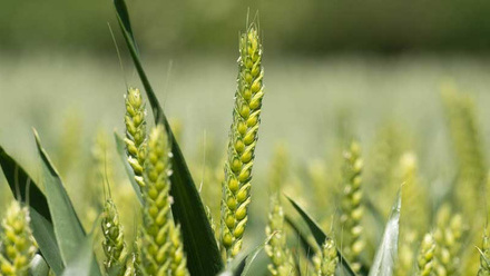 wheat-ear-c-tim-scrivener.jpg