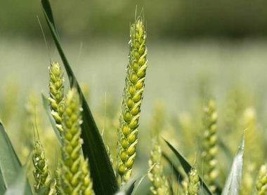 wheat-ear-c-tim-scrivener.jpg