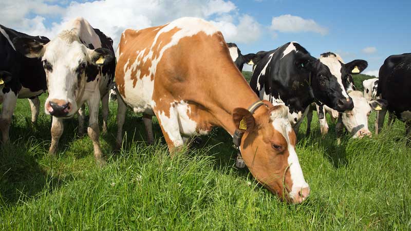dairy-cows-grazing-grass-c-tim-scrivener.jpg