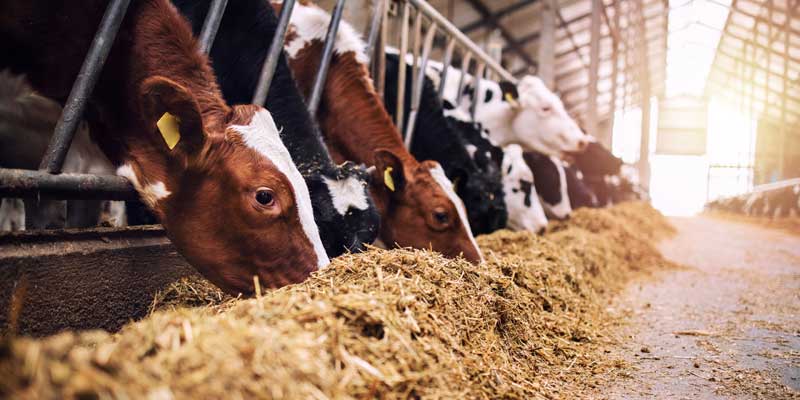 Cattle-feeding-TMR-shed-aic-report-c-AdobeStock_430085570.jpg