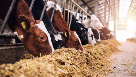 Cattle-feeding-TMR-shed-aic-report-c-AdobeStock_430085570.jpg