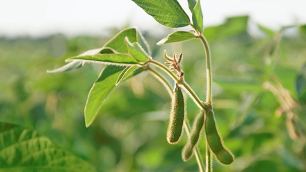 Sustainability-Action-Plan-Biodiversity-and-ecosystems-soya-plant-c-Adobe.jpg