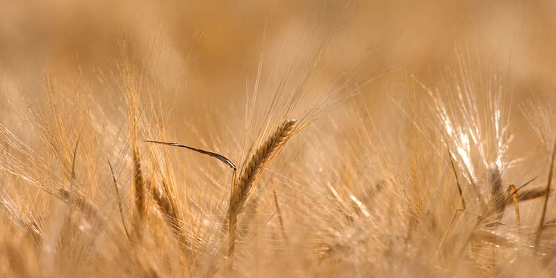 barley-harvest-c-tim-scrivener.jpg