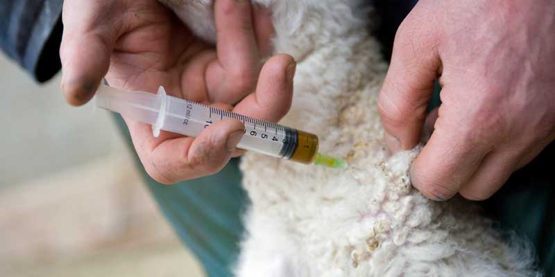 lamb-antibiotics-injection-c-tim-scrivener.jpg