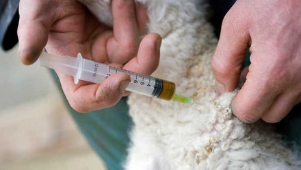 lamb-antibiotics-injection-c-tim-scrivener.jpg