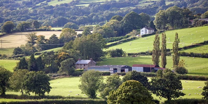 sfs-welsh-landscape-farm-wales-sheep-c-tim-scrivener.jpg