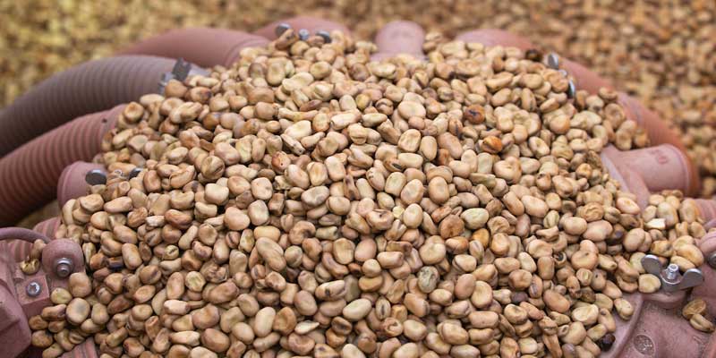 winter-bean-seed-drilling-c-tim-scrivener.jpg
