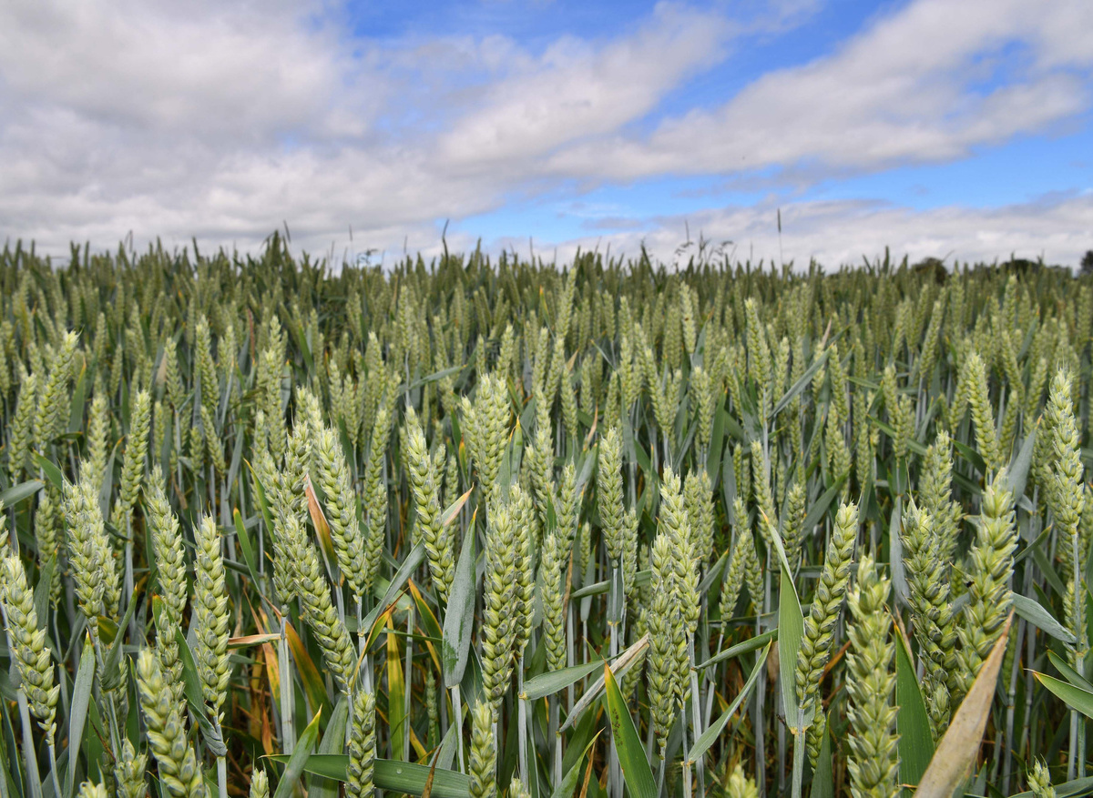 Food and Farming Fellowship Scheme 2026