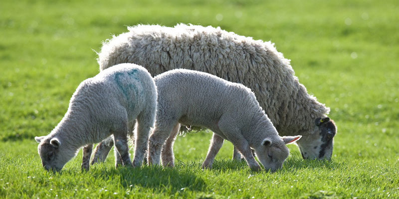 ewe-and-lambs-sheep-grazing-grass-c-tim-scrivener.jpg