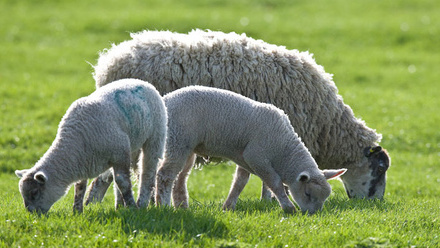 ewe-and-lambs-sheep-grazing-grass-c-tim-scrivener.jpg