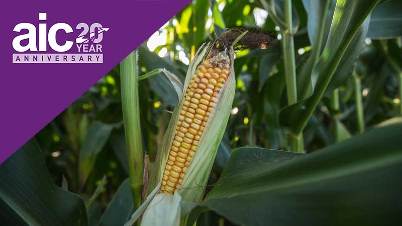 aic-at-20-us-maize-tariffs.jpg