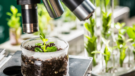 plant breeding_410136514-2.jpg
