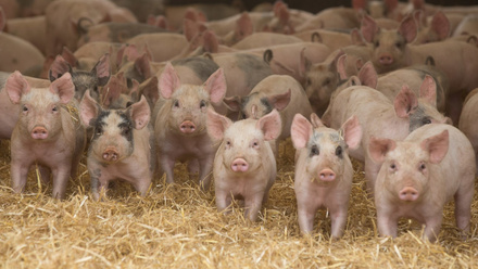 Pigs Cropped.jpg 2