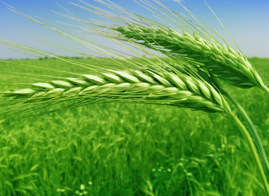 stock-photo-green-wheat-field-67089322.jpg