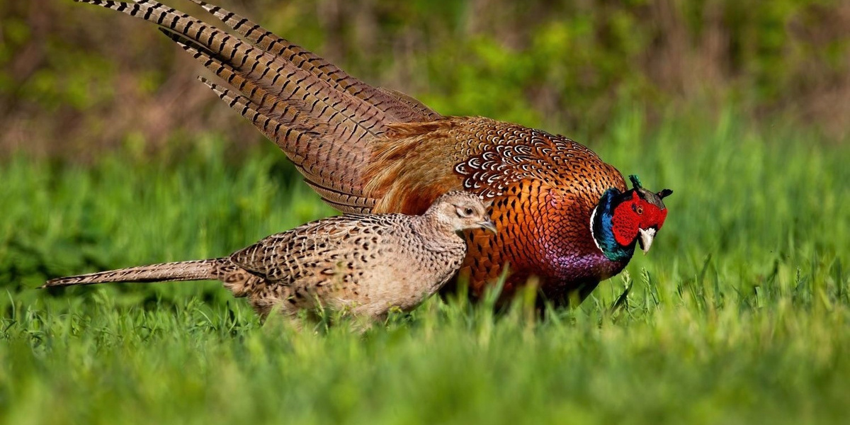 Pheasants 1500 Cropped.jpg 2