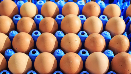 eggs-processed-packaged-trays-c-tim-scrivener.jpg