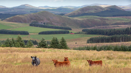 upland-farm-beef-cattle-scotland-c-tim-scrivener.jpg
