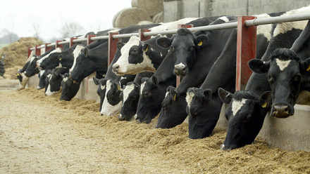 Cows feeding.jpg