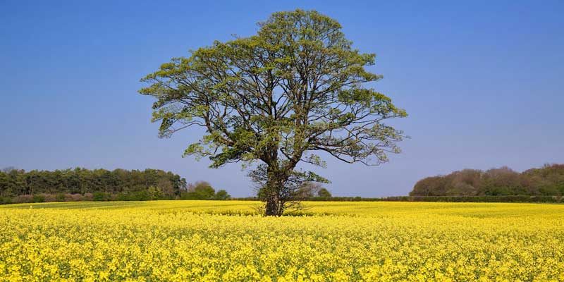 tree-oilseed-rape-osr-environment-c-tim-scrivener.jpg