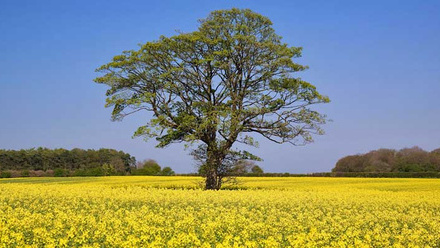 tree-oilseed-rape-osr-environment-c-tim-scrivener.jpg